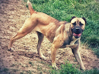 cane corso fulvo